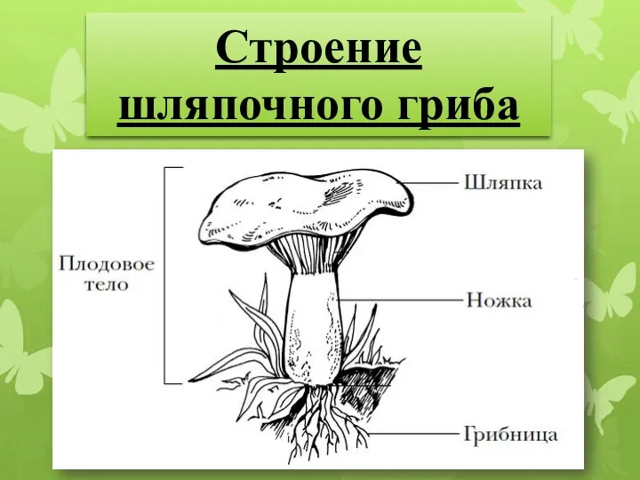 Строение шляпочного гриба