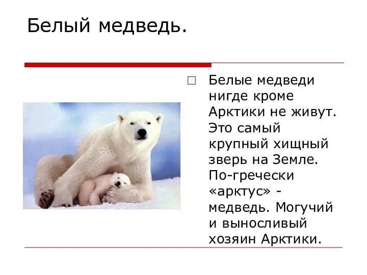 Белый медведь. Белые медведи нигде кроме Арктики не живут. Это самый крупный хищный