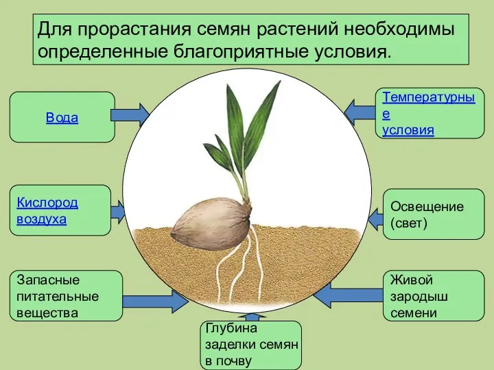 Для прорастания семян растений необходимы определенные благоприятные условия. Вода Запасные питательные вещества Температурные