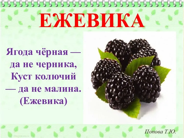 Ягода чёрная — да не черника, Куст колючий — да не малина. (Ежевика) ЕЖЕВИКА