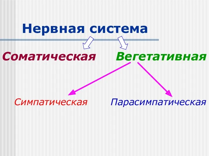 Нервная система Соматическая Вегетативная Симпатическая Парасимпатическая