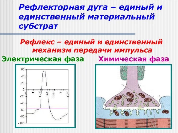 Рефлекторная дуга – единый и единственный материальный субстрат Рефлекс –