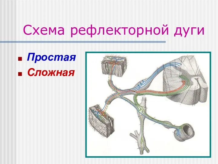 Схема рефлекторной дуги Простая Сложная