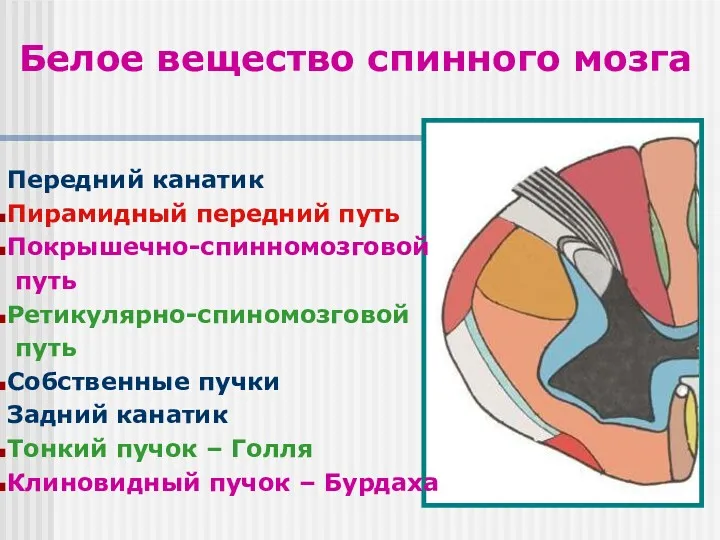 Белое вещество спинного мозга Передний канатик Пирамидный передний путь Покрышечно-спинномозговой