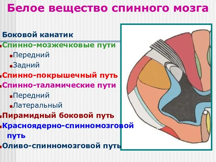 Белое вещество спинного мозга Боковой канатик Спинно-мозжечковые пути Передний Задний