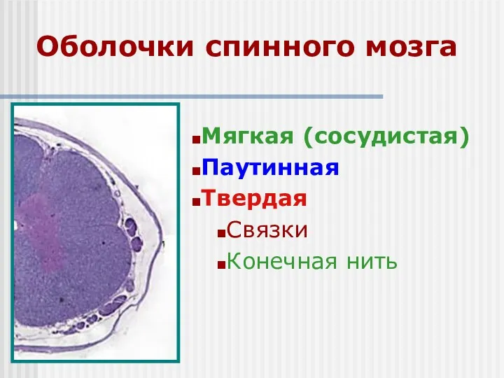 Оболочки спинного мозга Мягкая (сосудистая) Паутинная Твердая Связки Конечная нить