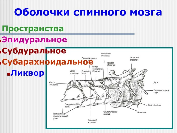 Оболочки спинного мозга Пространства Эпидуральное Субдуральное Субарахноидальное Ликвор