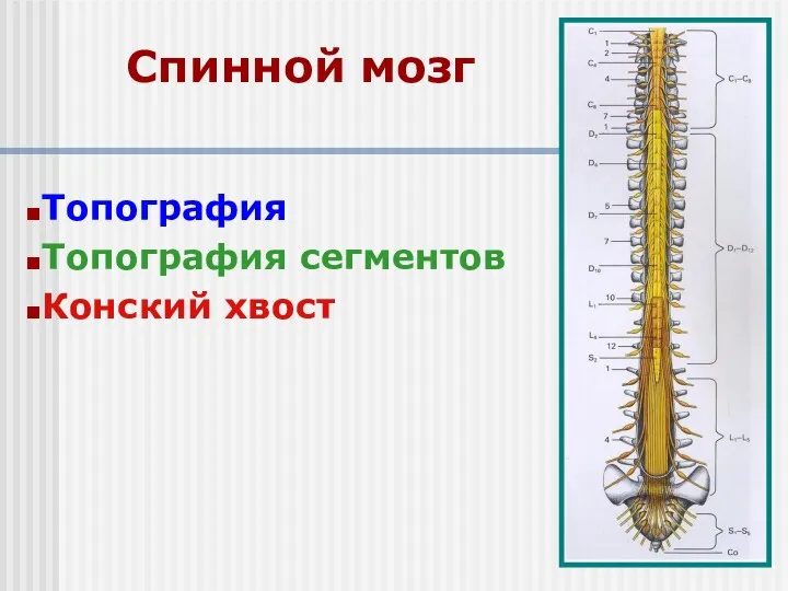 Спинной мозг Топография Топография сегментов Конский хвост