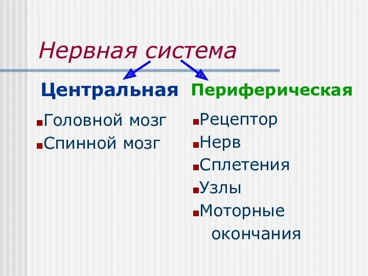 Нервная система Центральная Периферическая Головной мозг Спинной мозг Рецептор Нерв Сплетения Узлы Моторные окончания