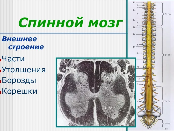 Спинной мозг Внешнее строение Части Утолщения Борозды Корешки