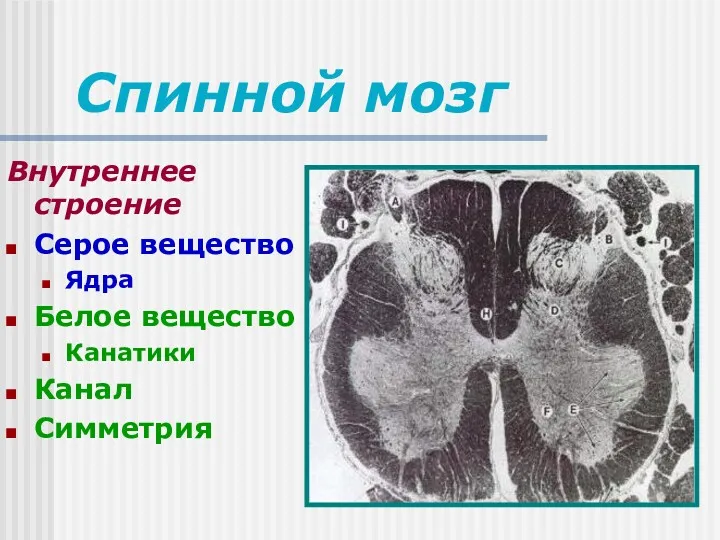 Спинной мозг Внутреннее строение Серое вещество Ядра Белое вещество Канатики Канал Симметрия