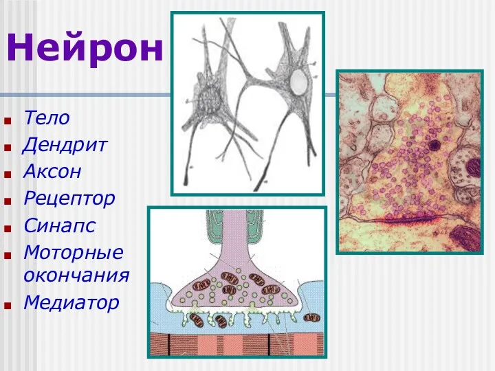 Нейрон Тело Дендрит Аксон Рецептор Синапс Моторные окончания Медиатор