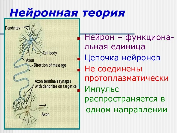 Нейронная теория Нейрон – функциона-льная единица Цепочка нейронов Не соединены протоплазматически Импульс распространяется в одном направлении