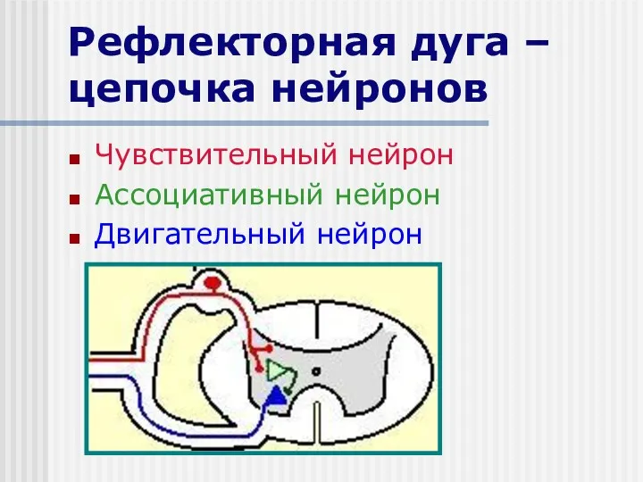 Рефлекторная дуга – цепочка нейронов Чувствительный нейрон Ассоциативный нейрон Двигательный нейрон