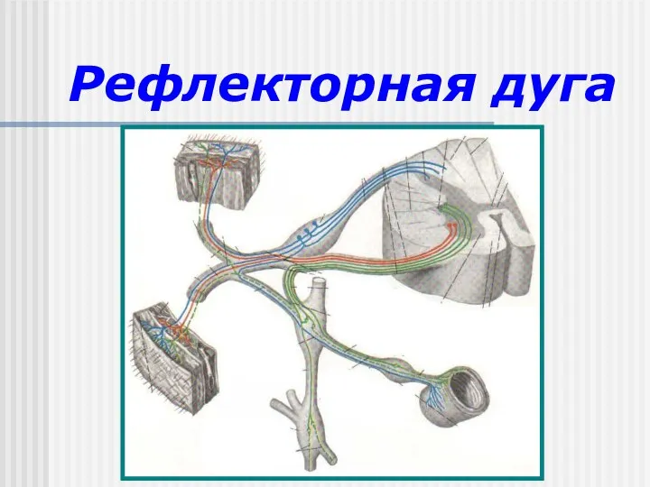 Рефлекторная дуга