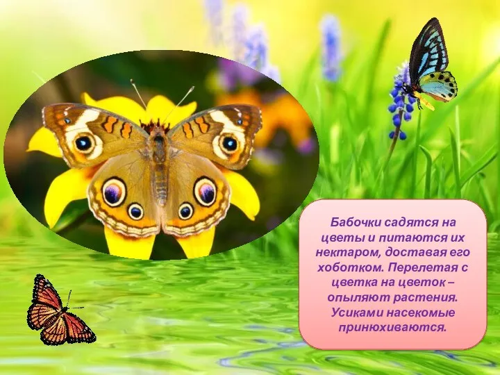 Бабочки садятся на цветы и питаются их нектаром, доставая его