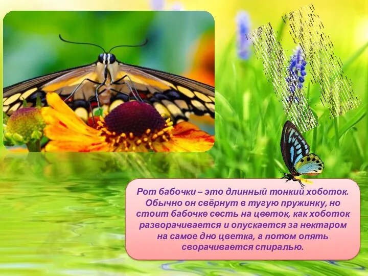 Рот бабочки – это длинный тонкий хоботок. Обычно он свёрнут