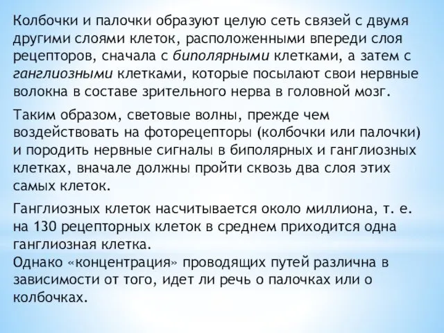 Колбочки и палочки образуют целую сеть связей с двумя другими