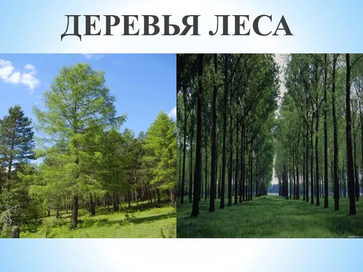 ДЕРЕВЬЯ ЛЕСА