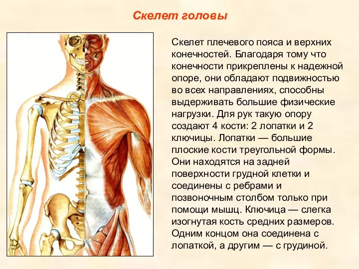 Скелет головы Скелет плечевого пояса и верхних конечностей. Благодаря тому