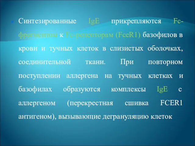 Синтезированные IgE прикрепляются Fc-фрагментом к Fc-peцепторам (FceR1) базофилов в крови и тучных клеток