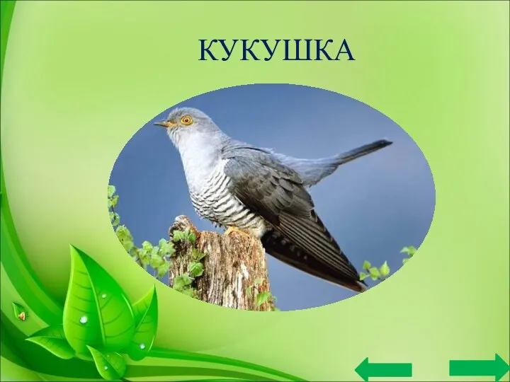 КУКУШКА