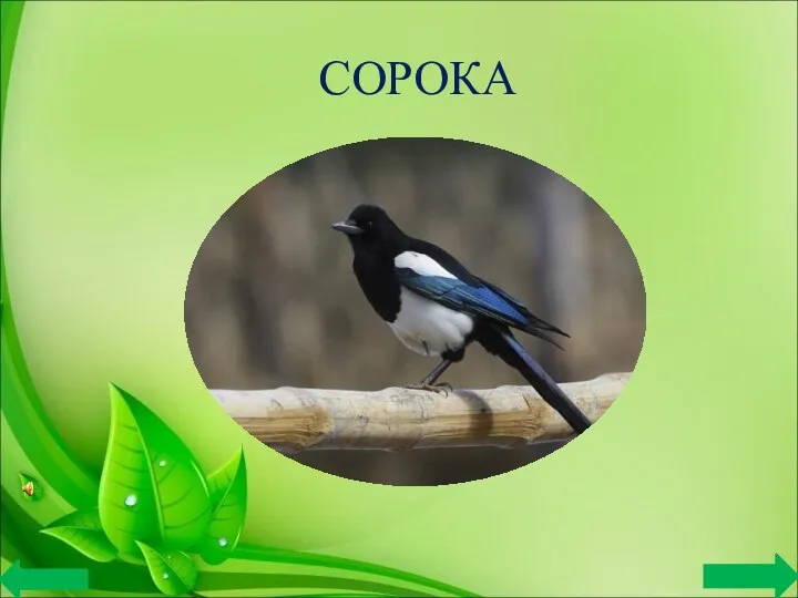 СОРОКА