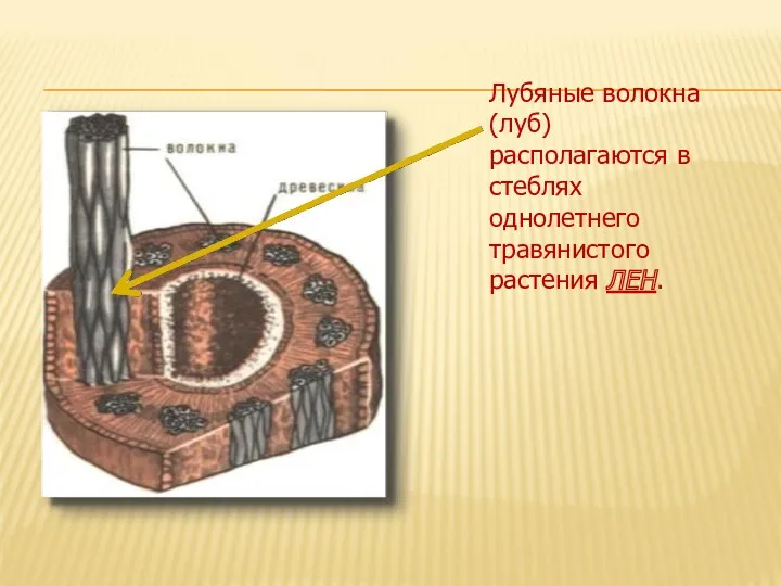 Лубяные волокна (луб) располагаются в стеблях однолетнего травянистого растения ЛЕН.