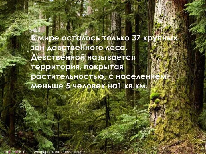 В мире осталось только 37 крупных зон девственного леса. Девственной называется территория, покрытая