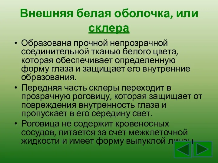 Внешняя белая оболочка, или склера Образована прочной непрозрачной соединительной тканью