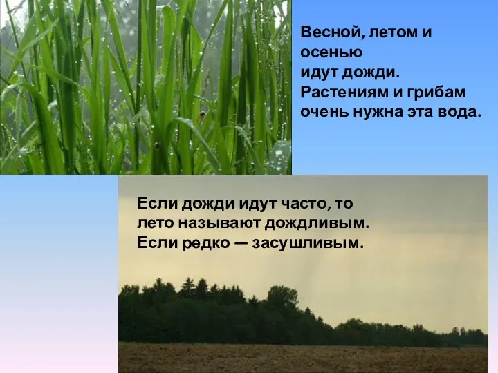 Весной, летом и осенью идут дожди. Растениям и грибам очень нужна эта вода.