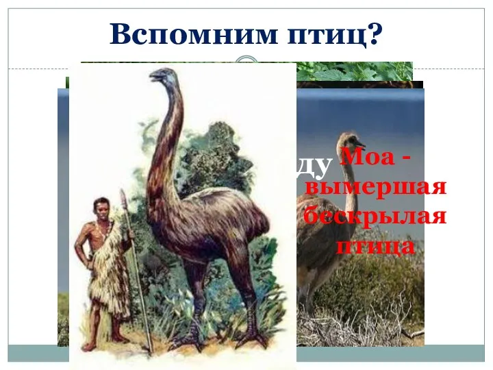 Вспомним птиц? Пингвины Тристанский пастушок Страус Казуар Киви Нанду Моа -вымершая бескрылая птица