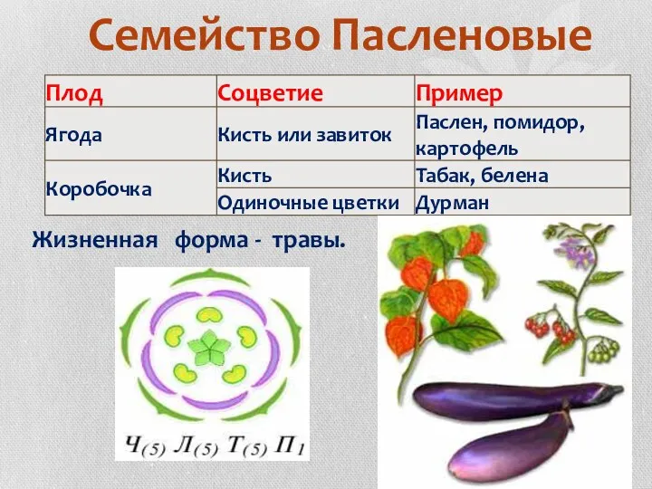 Семейство Пасленовые Жизненная форма - травы.