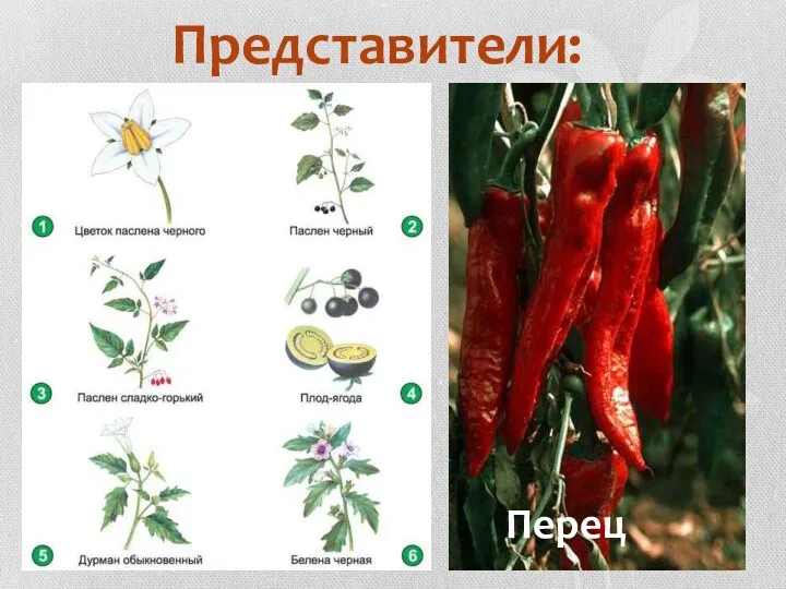 Представители: Перец