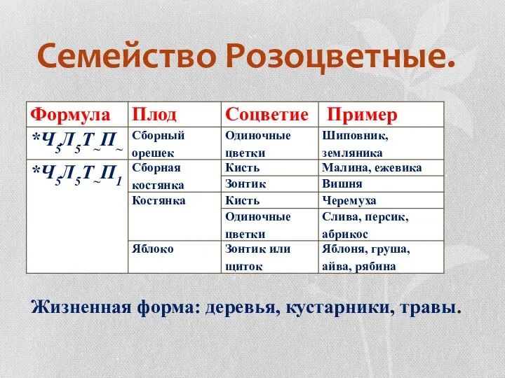 Семейство Розоцветные. Жизненная форма: деревья, кустарники, травы.