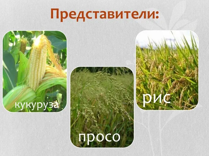 Представители: