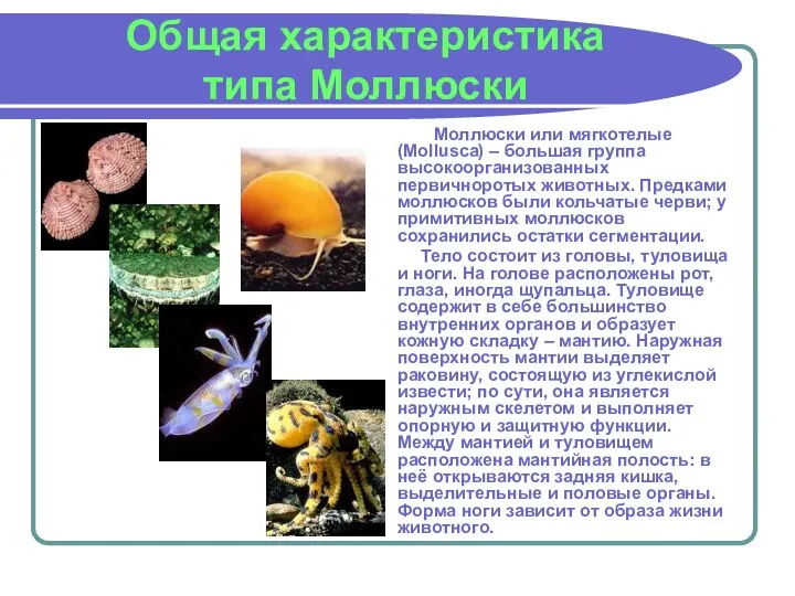 Общая характеристика типа Моллюски Моллюски или мягкотелые (Mollusca) – большая