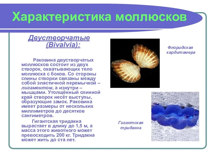 Характеристика моллюсков Двустворчатые (Bivalvia): Раковина двустворчатых моллюсков состоит из двух