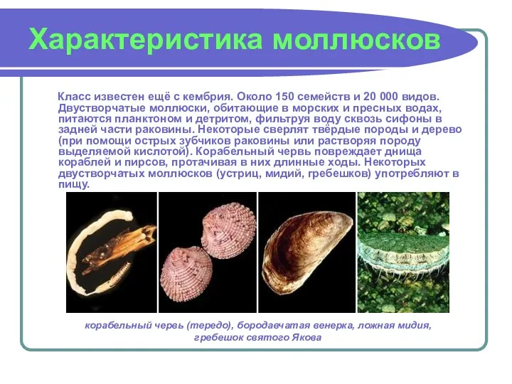 Характеристика моллюсков Класс известен ещё с кембрия. Около 150 семейств