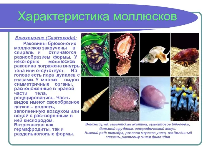 Характеристика моллюсков Брюхоногие (Gastropoda): Раковины брюхоногих моллюсков закручены в спираль