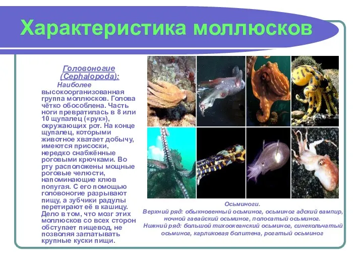 Характеристика моллюсков Головоногие (Cephalopoda): Наиболее высокоорганизованная группа моллюсков. Голова чётко