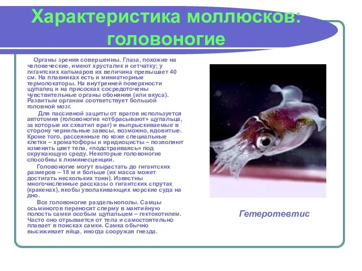 Характеристика моллюсков: головоногие Органы зрения совершенны. Глаза, похожие на человеческие,