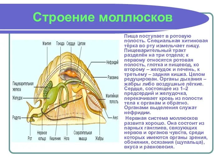 Строение моллюсков Пища поступает в ротовую полость. Специальная хитиновая тёрка