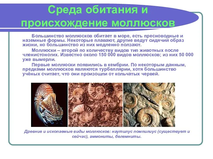 Среда обитания и происхождение моллюсков Большинство моллюсков обитает в море,