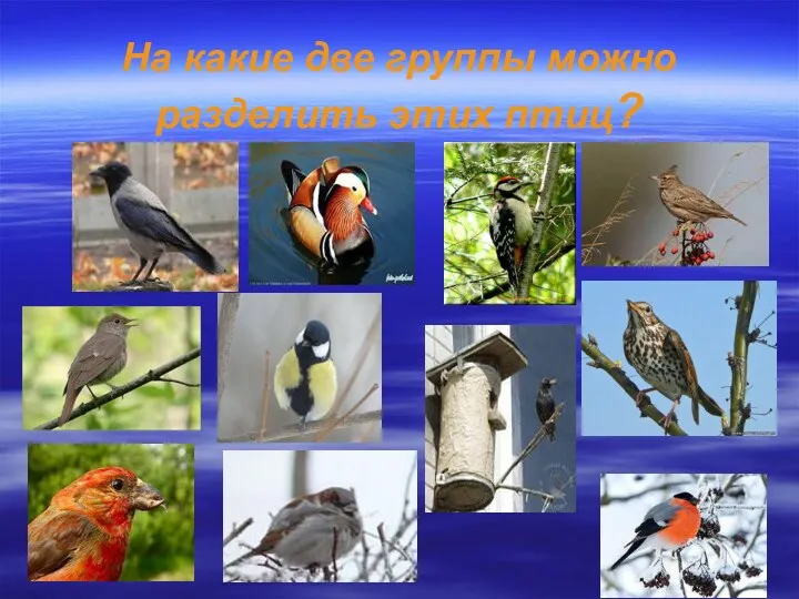 На какие две группы можно разделить этих птиц?