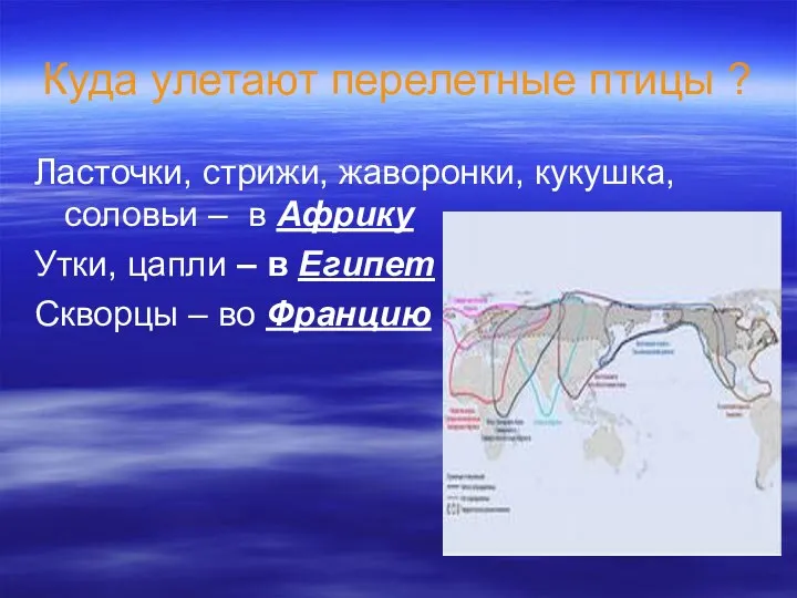 Куда улетают перелетные птицы ? Ласточки, стрижи, жаворонки, кукушка, соловьи