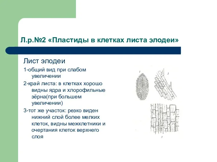 Л.р.№2 «Пластиды в клетках листа элодеи» Лист элодеи 1-общий вид