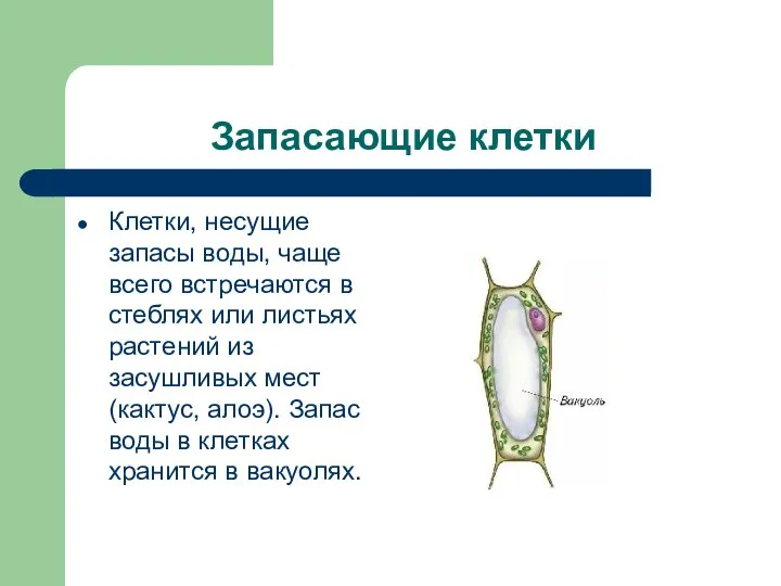 Запасающие клетки Клетки, несущие запасы воды, чаще всего встречаются в