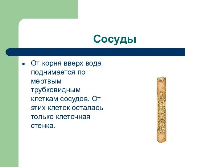 Сосуды От корня вверх вода поднимается по мертвым трубковидным клеткам