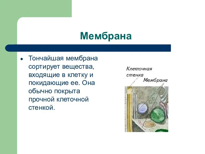 Мембрана Тончайшая мембрана сортирует вещества, входящие в клетку и покидающие